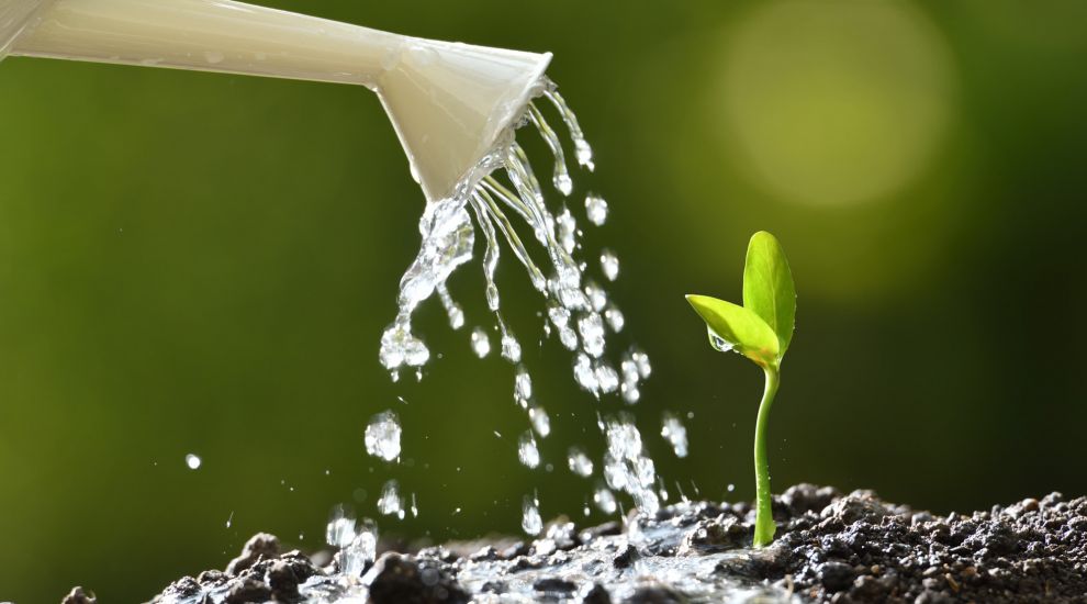 This eco-friendly self-watering flowerpot is made from recycled food waste