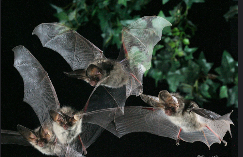 Kapow! Bat survey ends after revolutionising understanding of local population