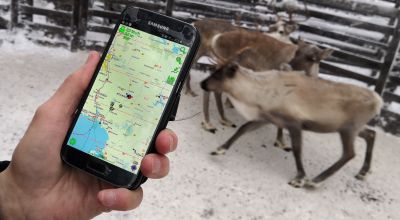 Lapland’s reindeer are now being tracked using GPS