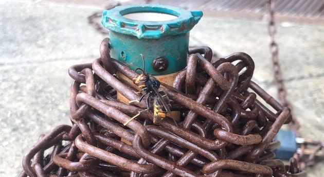 First Asian Hornet sighting in four months