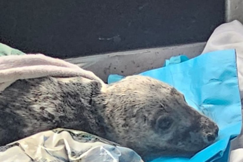 Second seal pup of the season rescued