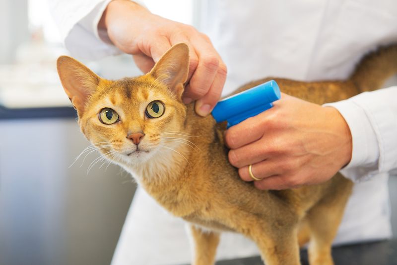 Microchipping cats better than a law change