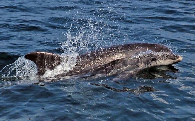 Pollutants banned 40 years ago found in local dolphins' skin