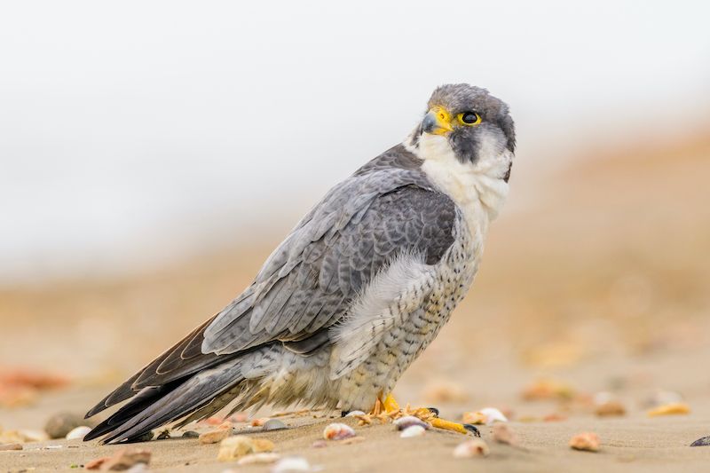Reward soars again for finding falcon killer