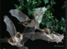 Kapow! Bat survey ends after revolutionising understanding of local population