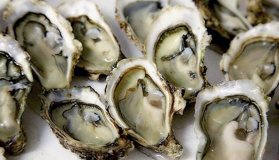 Guernsey oysters are 