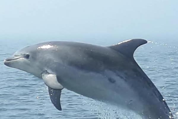 More dolphins seen in local waters